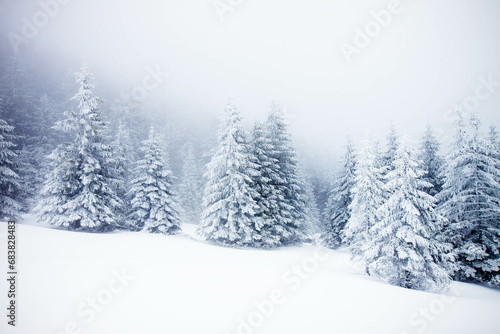 snowy fir trees in winter mountains