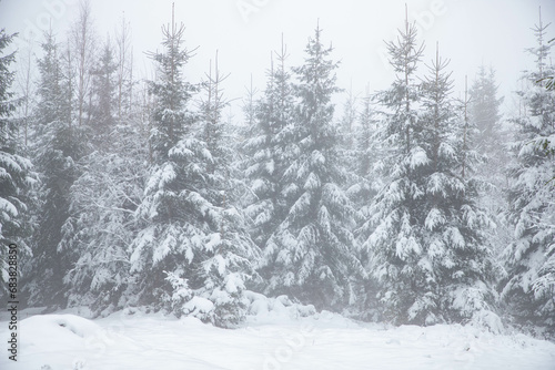 snow covered fir trees in the mountains