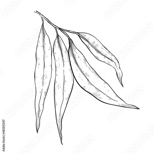 Eucalyptus leaves are long and hang from the branch. Sketch eucalyptus.
