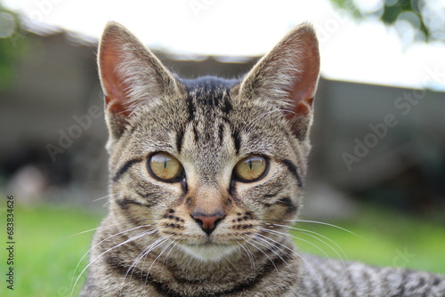 chat tigrée tête en gros plan avec de jolis yeux jaune mordorés marron au regard perçant photo