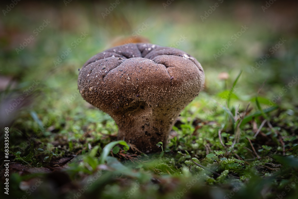 Umber-brown puffball mushroom, a species of Lycoperdon mushrooms, growing through the leaf mould of a forest floor in the Dordogne region of France Umber-brown puffball mushroom, a species of Lycoperdon mushrooms, growing through the leaf mould of a forest floor in the Dordogne region of France