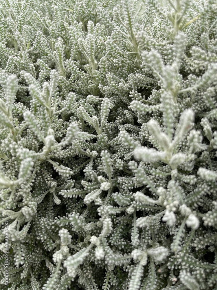 snow covered branches snow covered branches