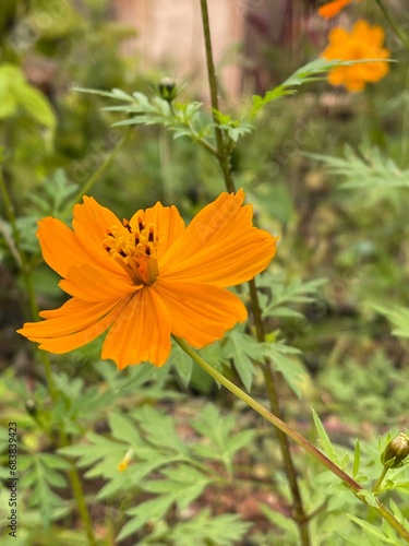 orange flower