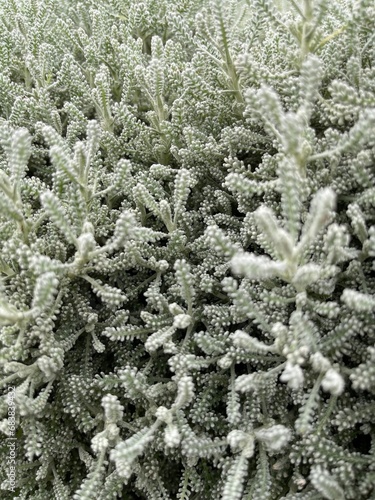 snow covered branches