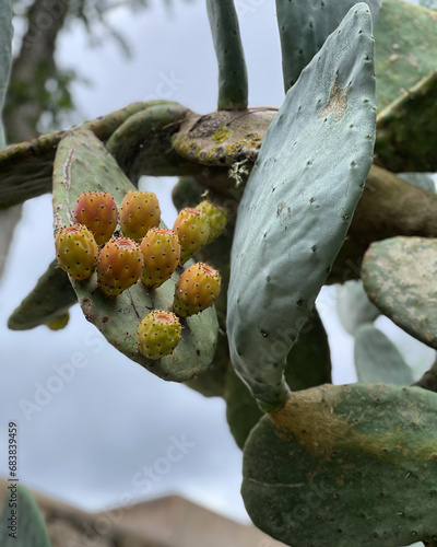 cactus fig tree