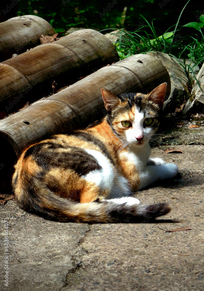 Cute cat of red, white and black colors lies under in the sun on a road in woods. Nature, animal.