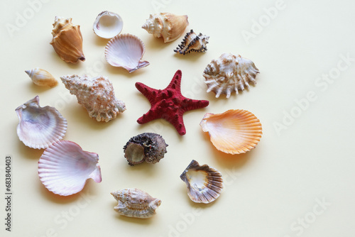 Different sea shells and starfish. Copy space. Summer holidays and travel background