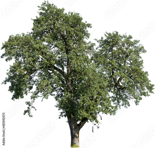 Freistehender grosser Baum mit grünen Blättern photo