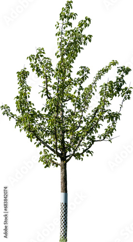 Freistehender junger Apfelbaum mit grünen Blättern