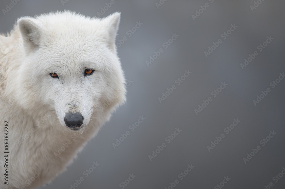 polar wolf sitting against the backdrop of a snowy forest