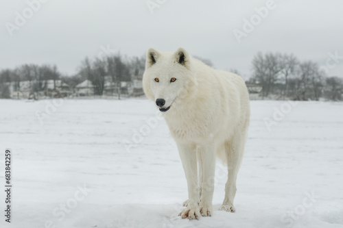 white Arctic wolf against the background of a village