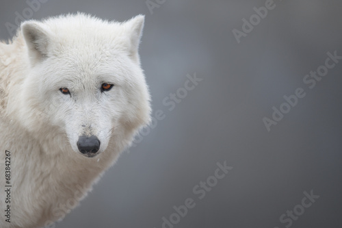 polar wolf sitting against the backdrop of a snowy forest