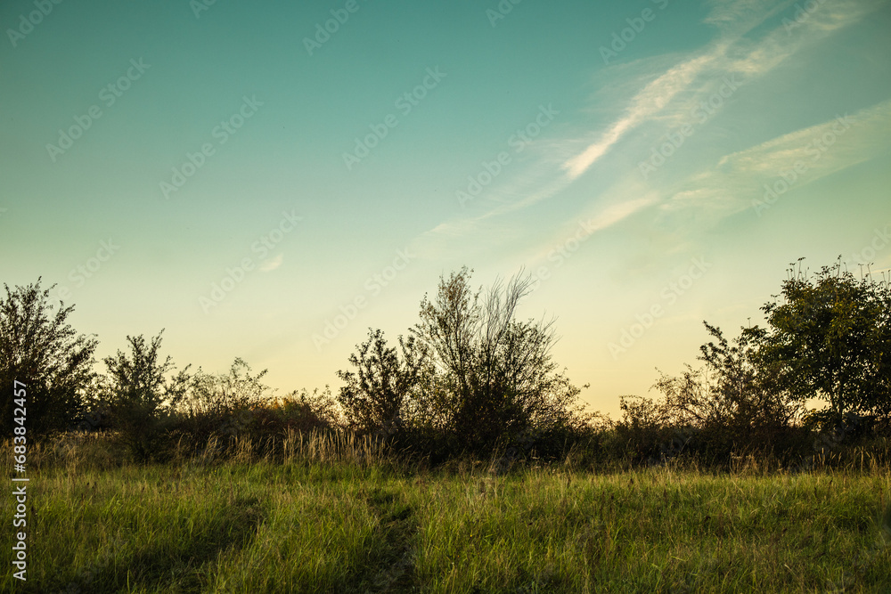 Countryside field with trees at sunset