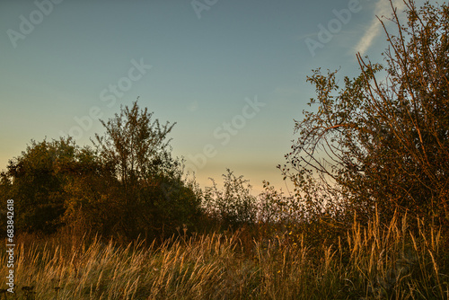 Countryside field with trees at sunset