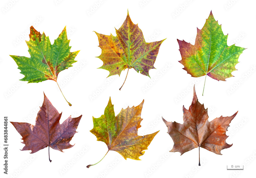 Obraz premium プラタナスの葉色々 11月撮影