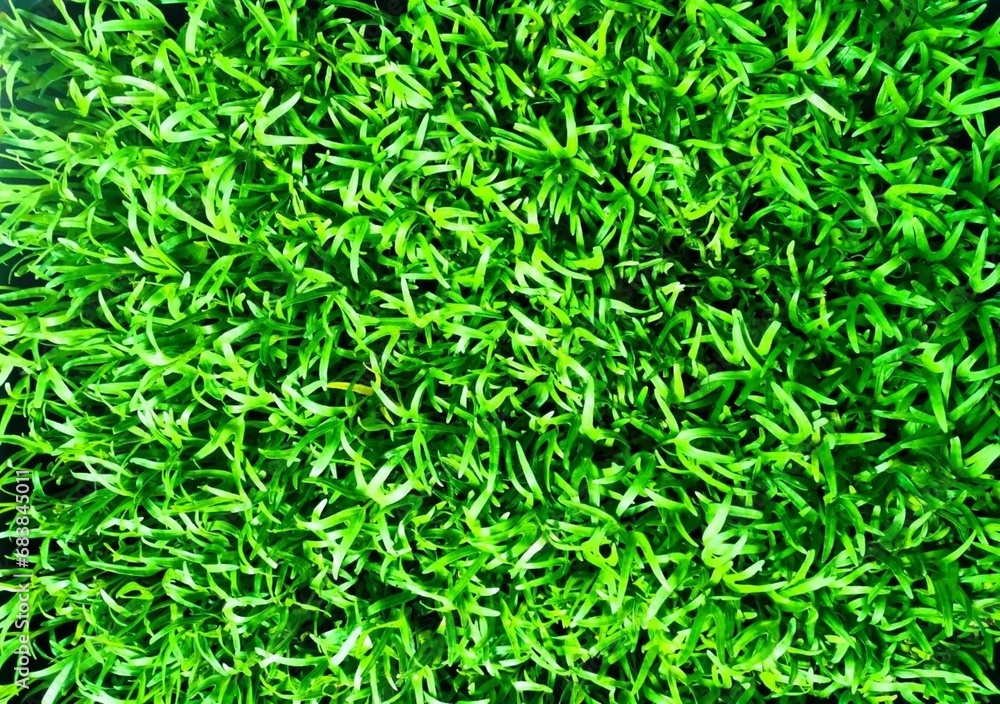 water spinach baby water spinach baby