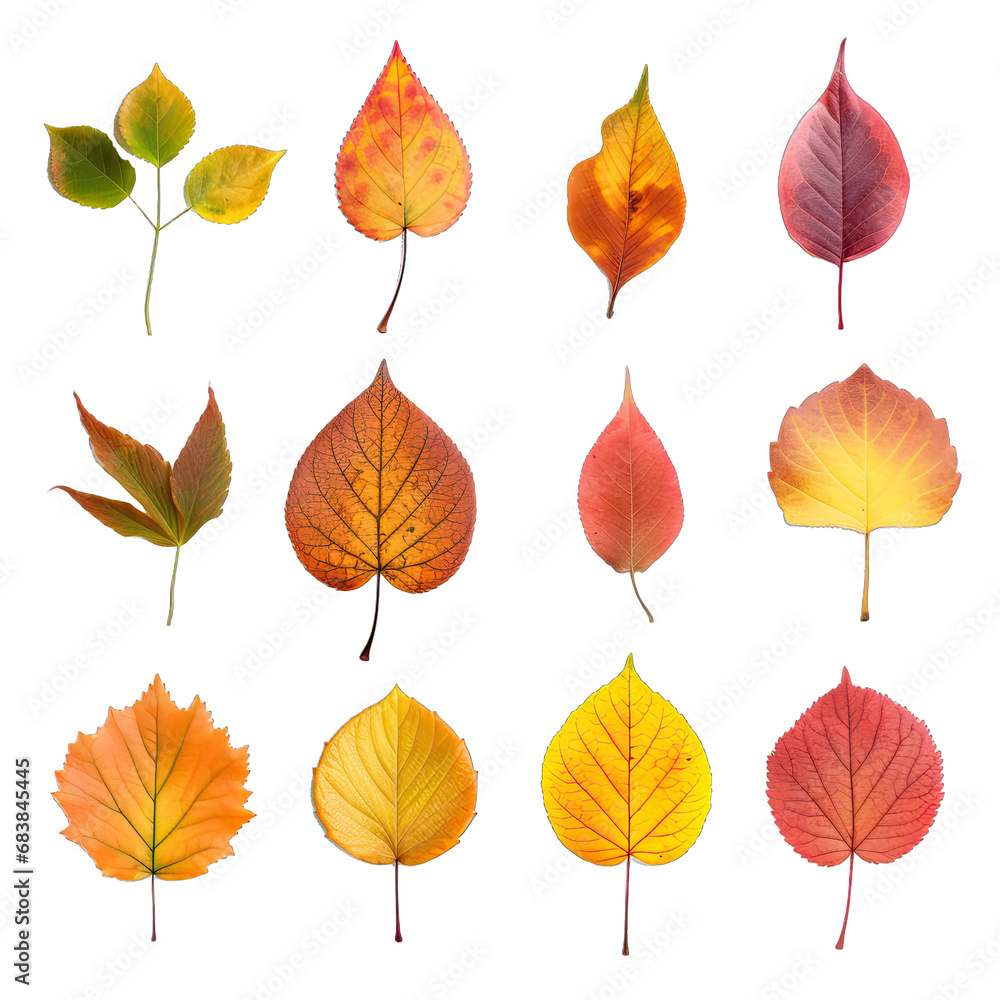 Obraz premium Autumn Leaves. Isolated on a Transparent Background. Cutout PNG.