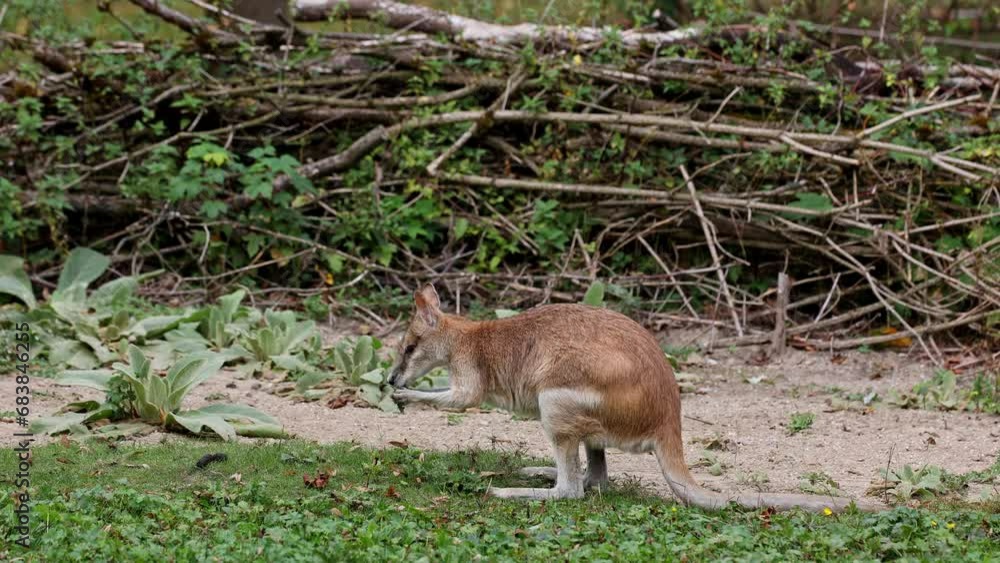 The agile wallaby, Macropus agilis also known as the sandy wallaby is a species of wallaby found in northern Australia and New Guinea. The agile wallaby, Macropus agilis also known as the sandy wallaby is a species of wallaby found in northern Australia and New Guinea.