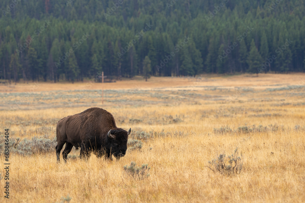American Bison in the Valley American Bison in the Valley