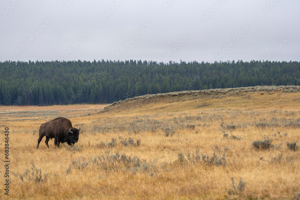 American Bison in the Valley American Bison in the Valley