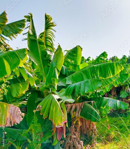 Banana fruit plants orchard dwarf cavendish bananas garden musa kela crop trees in agriculture field land farm bananiers plantas banano bananeiras image stock photo