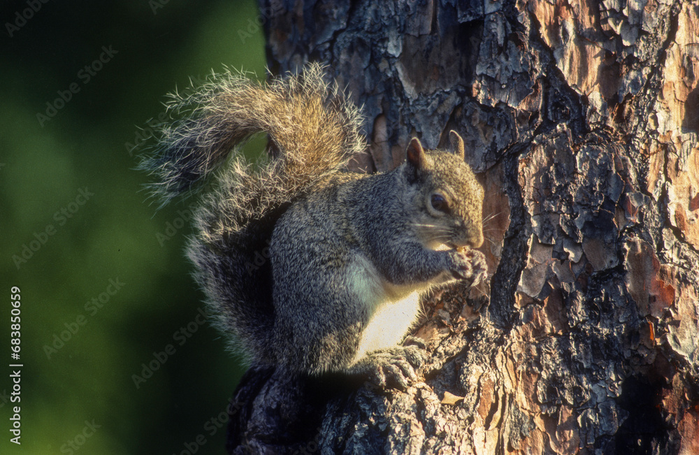 Obraz premium Ecureuil gris,.Sciurus carolinensis