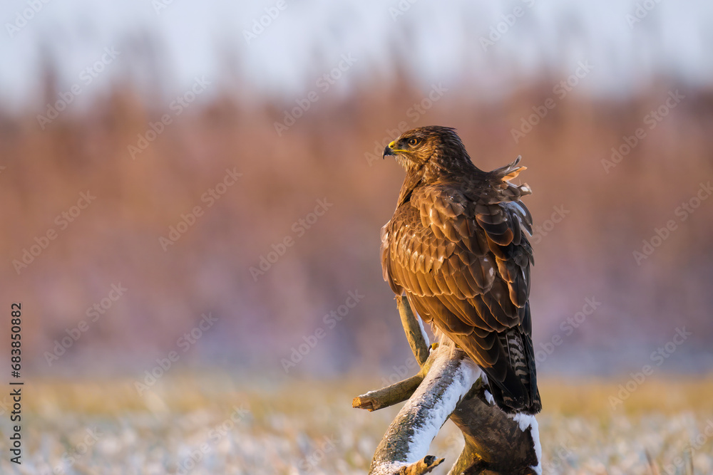 custom made wallpaper toronto digitalred tailed hawk