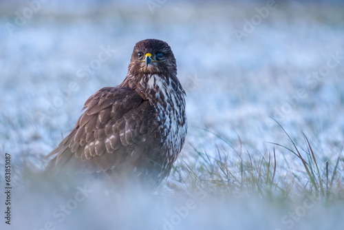 Wallpaper Mural red tailed hawk Torontodigital.ca