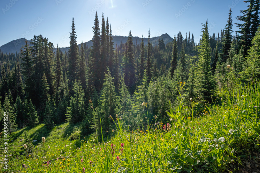 Pine Forest in the Mountains Pine Forest in the Mountains