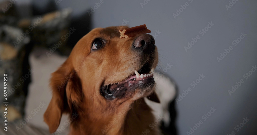 A close-up of the funny face of a dog holding a small bone on its nose. A slobbering dog performs tricks for a treat. Dog training and command execution. Animal trick, holds a treat on its nose.