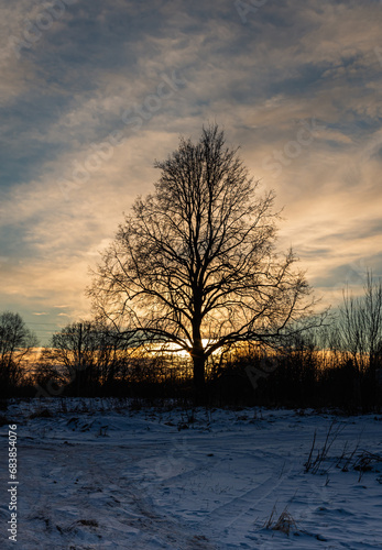 A Lonely Tree Bathed in Backlit Sunlight