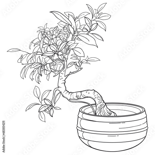 Outline Bonsai tree with small leaves in round flowerpot in black isolated on white background. 