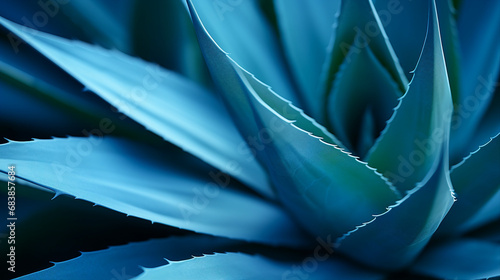 agave plant closeup: soft details of attenuata leaf texture photo