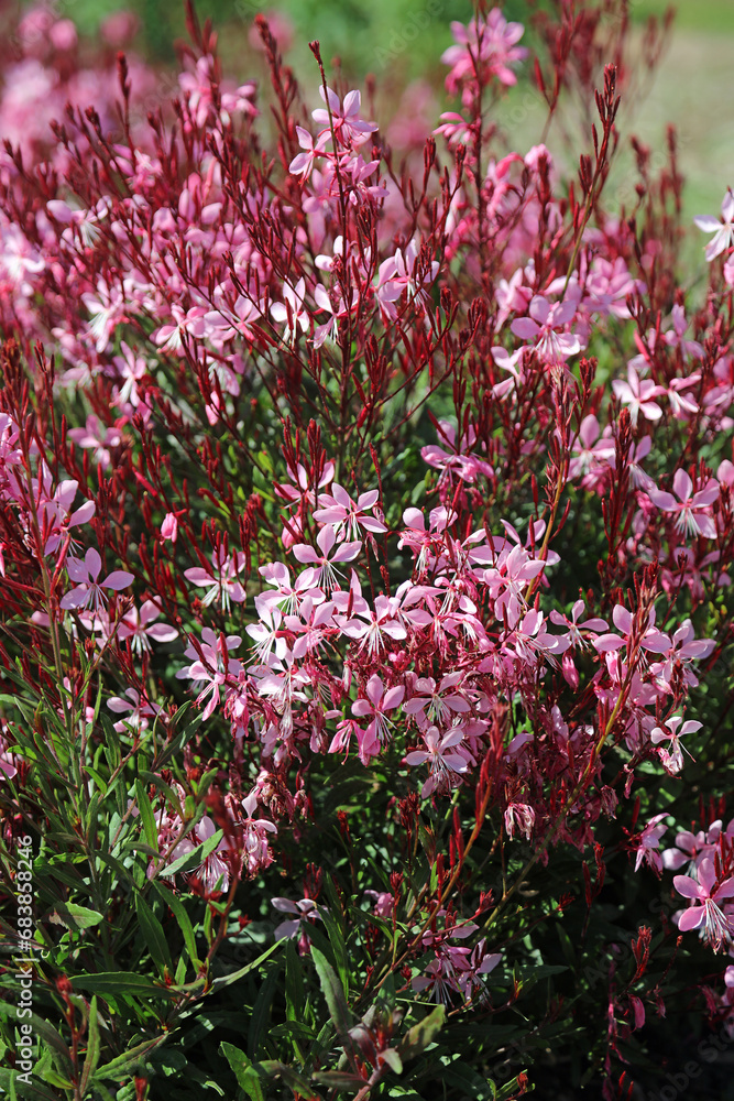 Fototapeta premium Bed of pink Lindheimer's Beeblossom blooms, New South Wales Australia 
