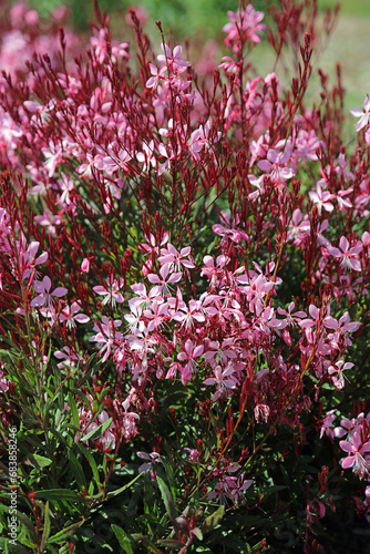 Bed of pink Lindheimer's Beeblossom blooms, New South Wales Australia
 photo