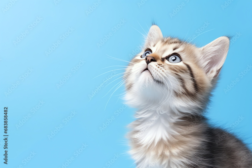 cute kitten looking up on blue background, AI generated cute kitten looking up on blue background, AI generated