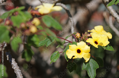 Wallpaper Mural Sunlit Mouse Trap Tree blooms, New South Wales Australia
 Torontodigital.ca