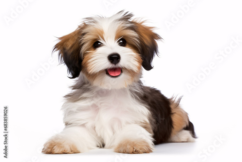 A cheerful, scarlet, Parti-colored Havanese pup gazes at the camera, isolated on a bright-white surface.