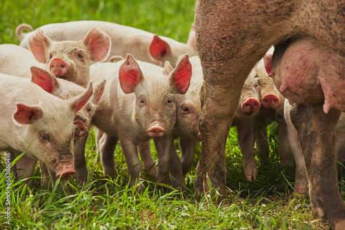 Eco pig farm in the field in Denmark. Piglet sucking milk photo