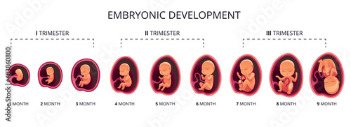Embryo month stage growth, fetal development flat infographic icons. Medical illustration of foetus cycle from 1 to 9 month to birth and combined into trimesters
