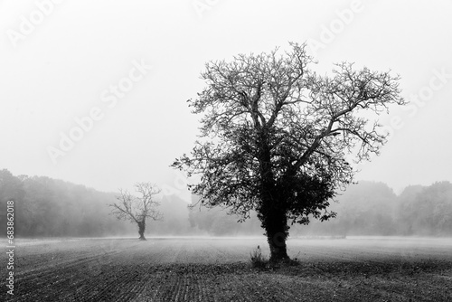 Foggy morning in the French Gatinais Regional Nature Park © hassan bensliman