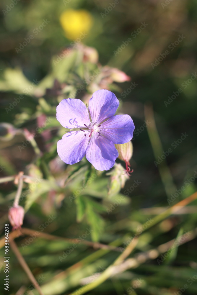 blue delicate flower on a grass background blue delicate flower on a grass background