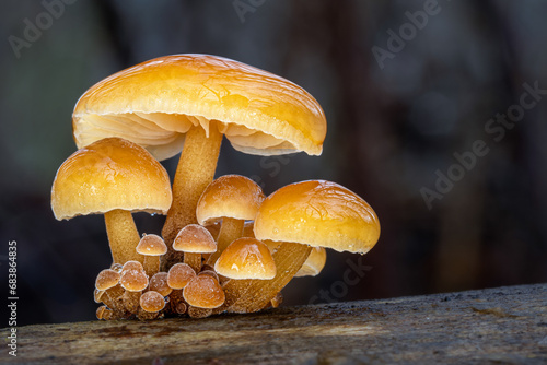 Group of edible yellow wild mushrooms Flammulina velutipes on the tree photo