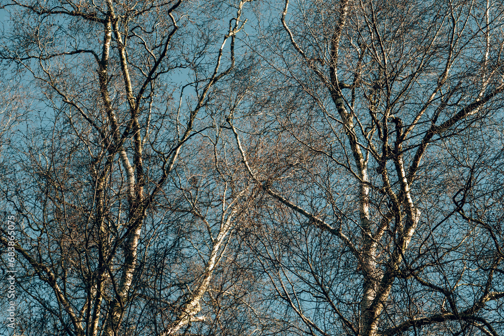 Autumn coloured trees in a park in England in early winter Autumn coloured trees in a park in England in early winter