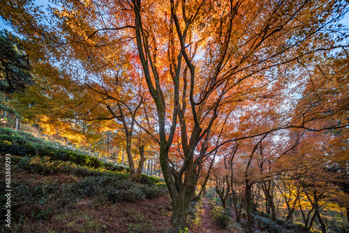 Autumn maple leaf landscape