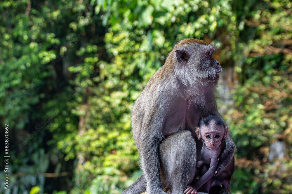 Lovely and cute monkey mother and baby hugging and caring to each other at the Batu Caves, Kuala Lumpur, Malaysia.