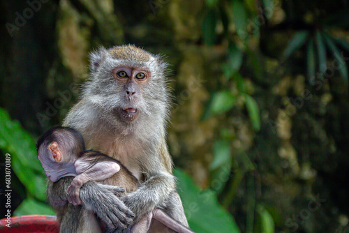 Photography Lovely and cute monkey mother and baby hugging and caring to each other at the Batu Caves, Kuala Lumpur, Malaysia