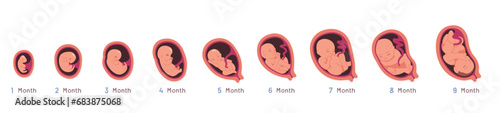 Embryo development month growth stages set. Unborn human baby fetus, placenta in uterus. Fetal development prenatal process sequence, reproduction, pregnancy concept flat vector illustration