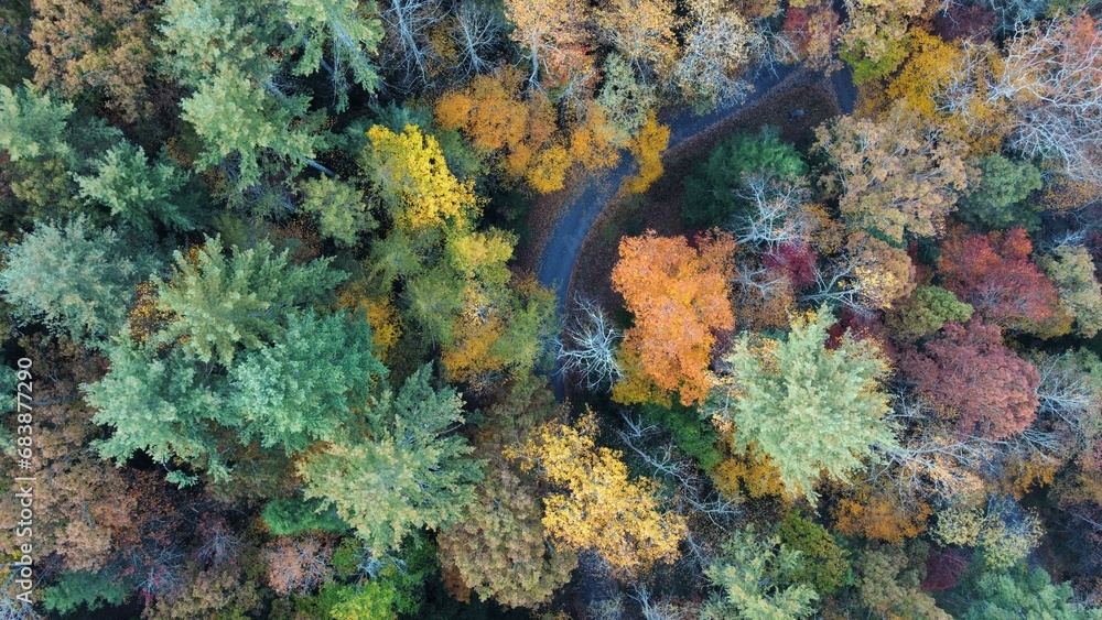 Fall trees in Georgia