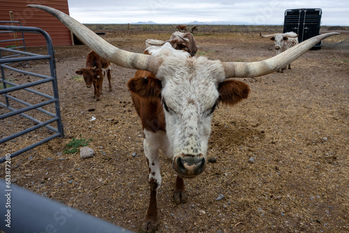 A group of miniatures Longhorn beefs behind a metal fencce photo